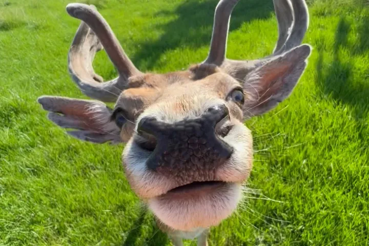 an animal standing on a lush green field