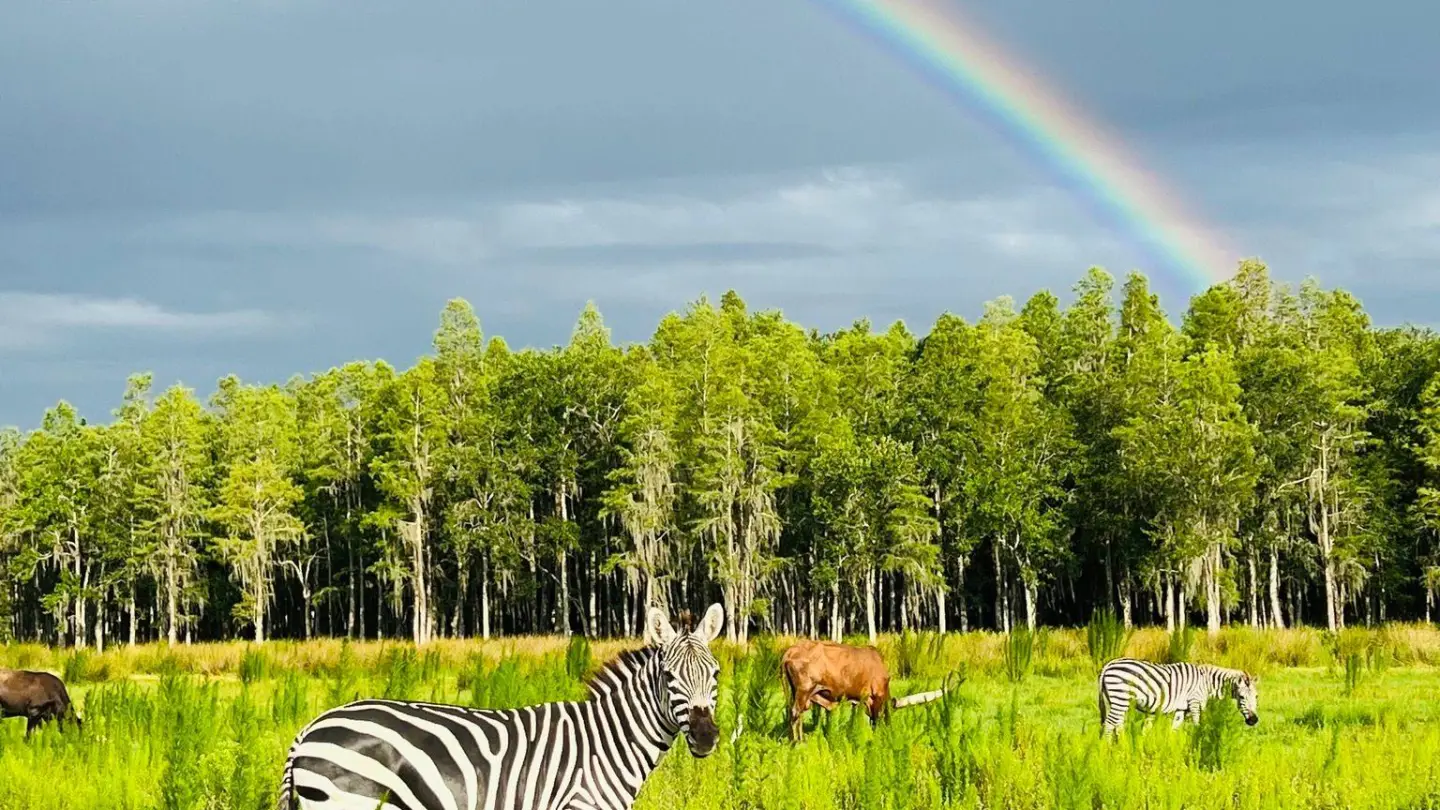 a herd of zebra grazing on a lush green field