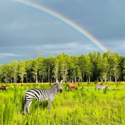 a herd of zebra grazing on a lush green field