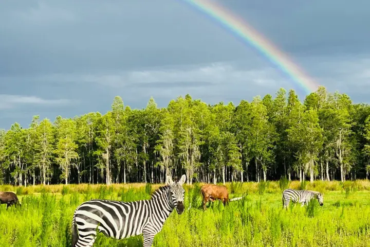 a herd of zebra grazing on a lush green field