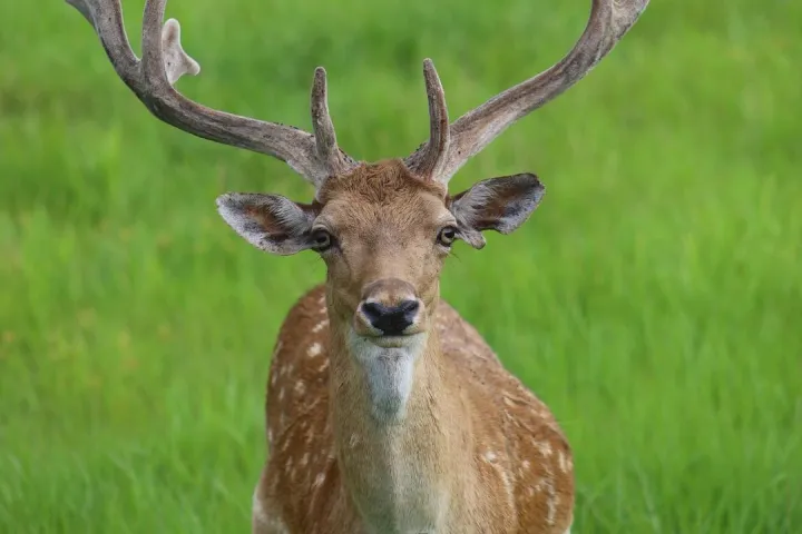 a deer standing in a grassy field