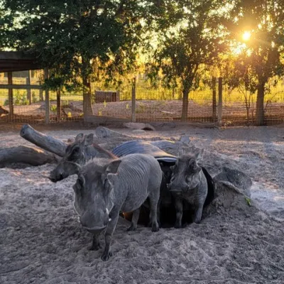 a cow is standing in the dirt