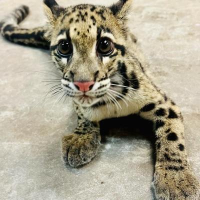 a cat lying on the ground