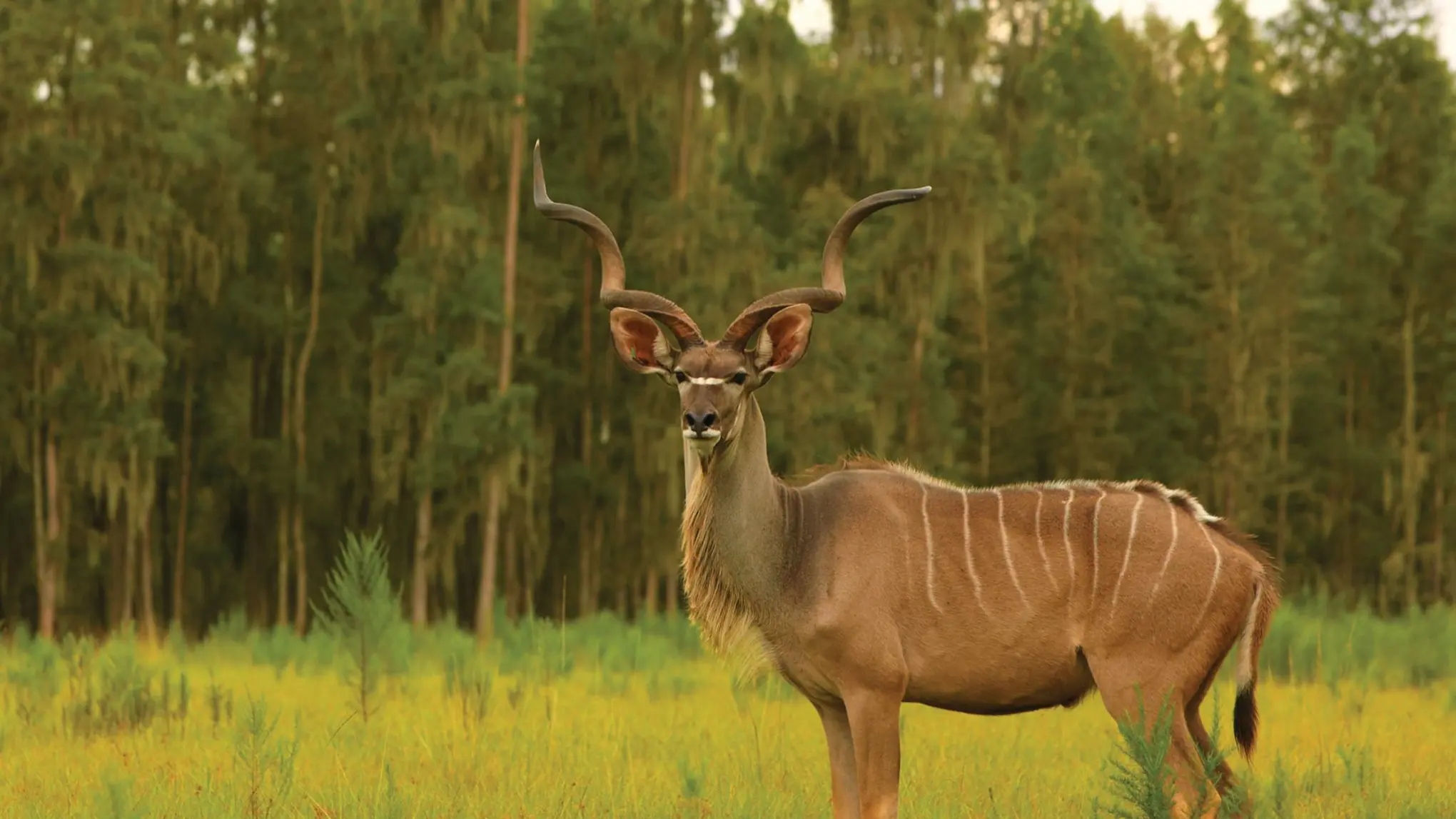 a deer standing in a field
