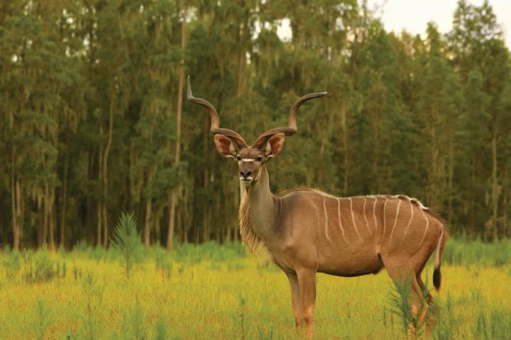 a deer standing in a field