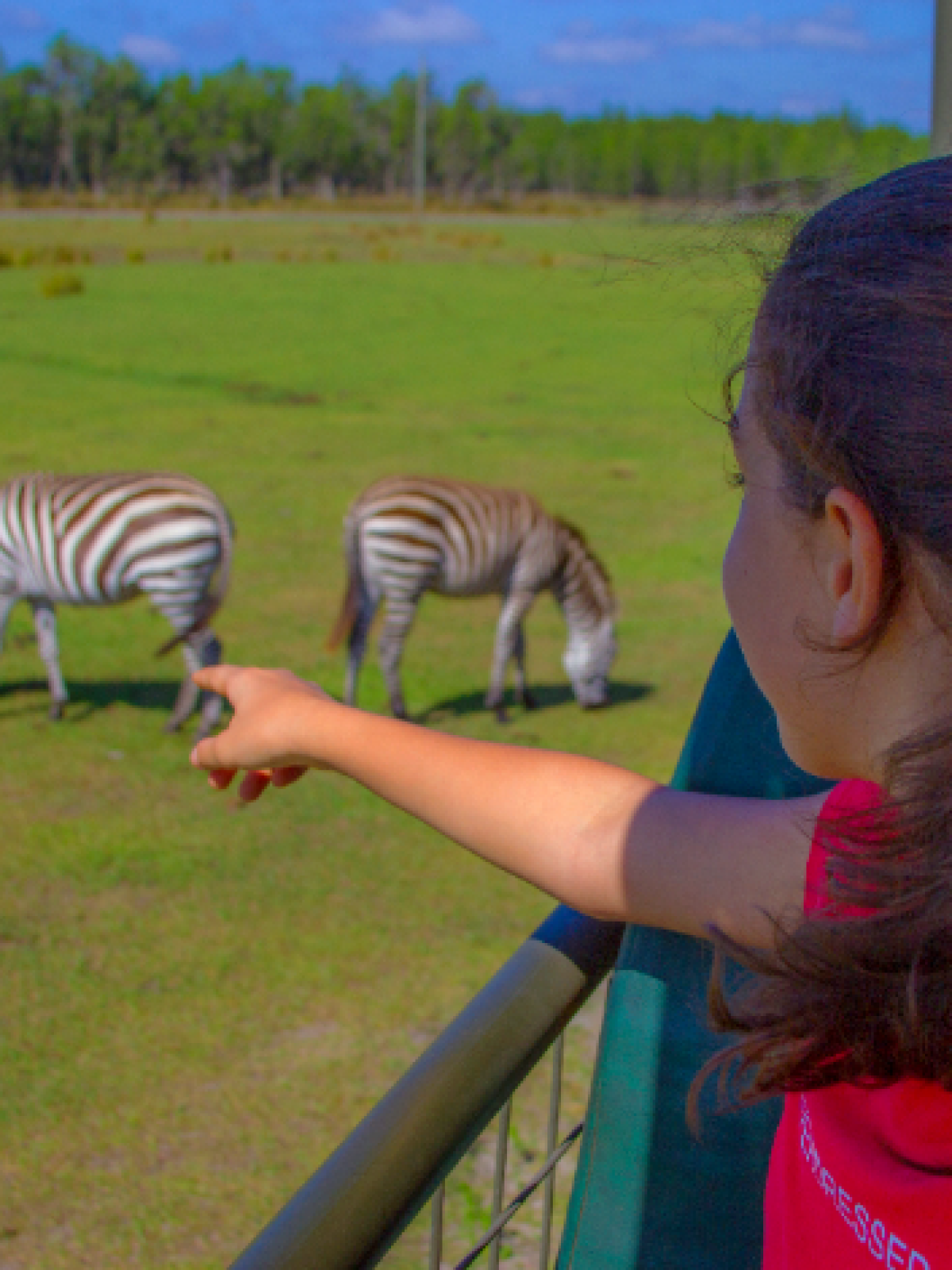 a herd of zebra standing on top of a grass covered field