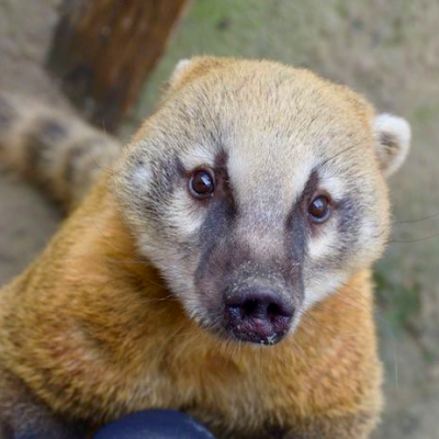 a close up of an animal