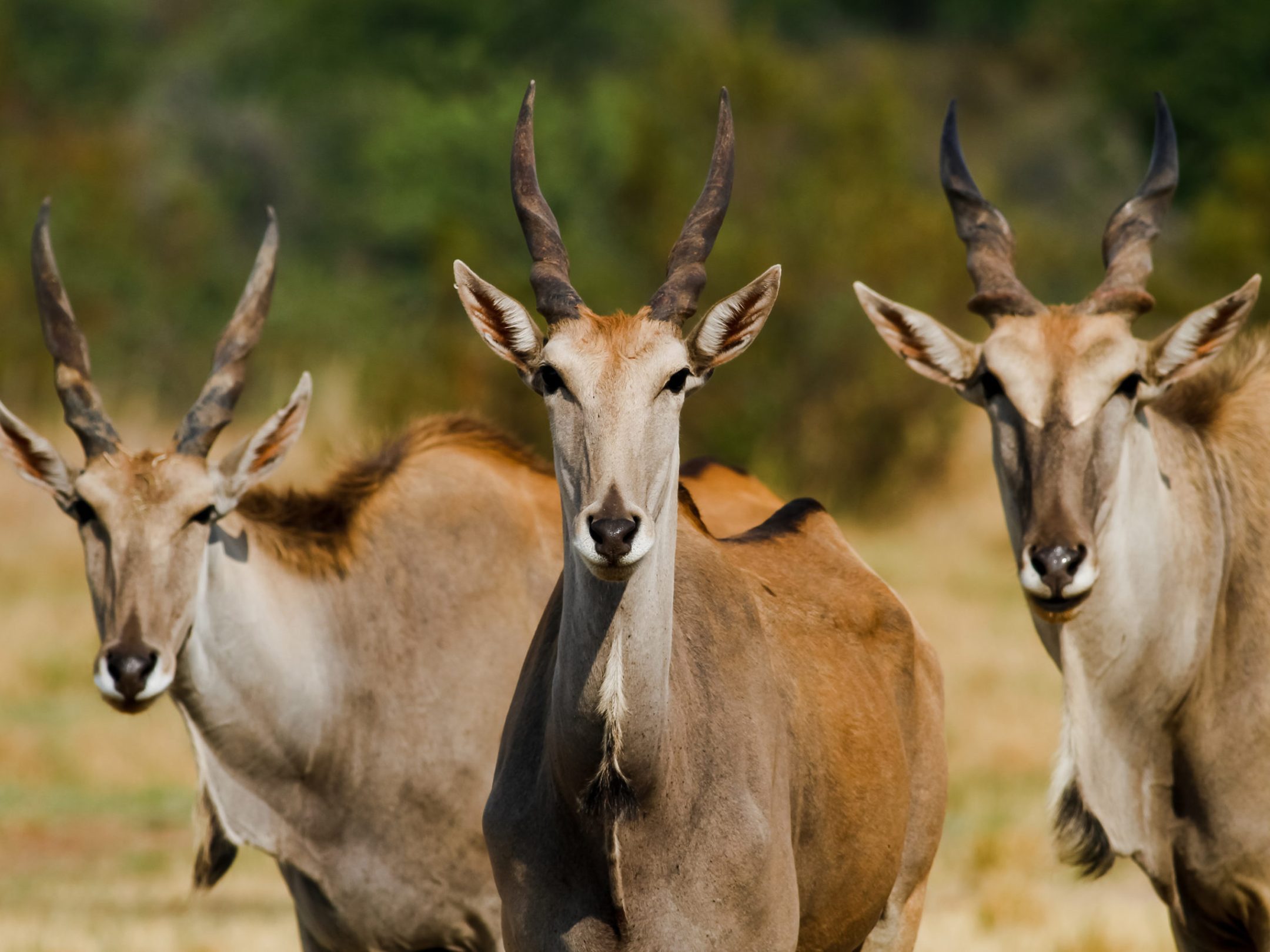 Eland antelope
