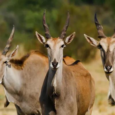 Eland antelope
