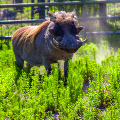 a small brown animal standing on grass