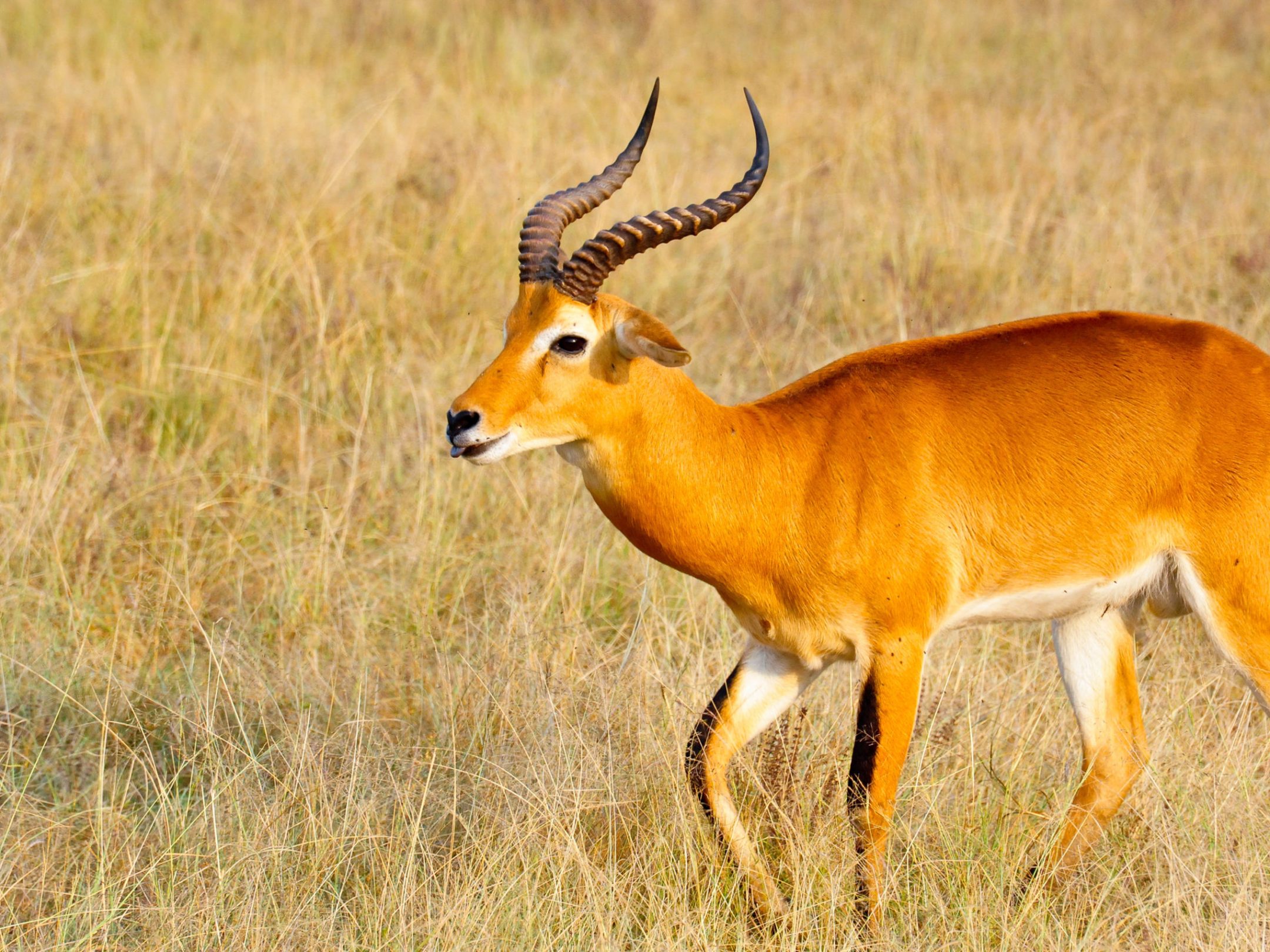 Uganda kob antelope