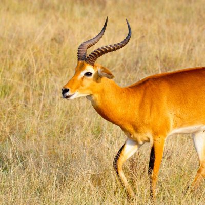 Uganda kob antelope