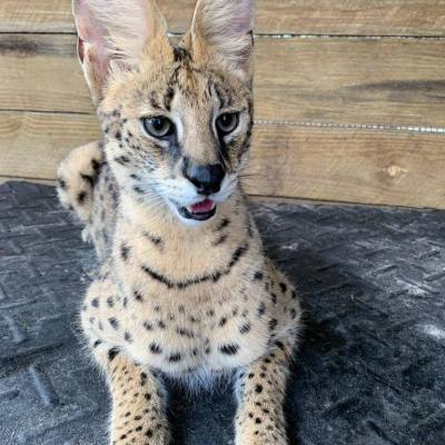 a cat sitting on a bench