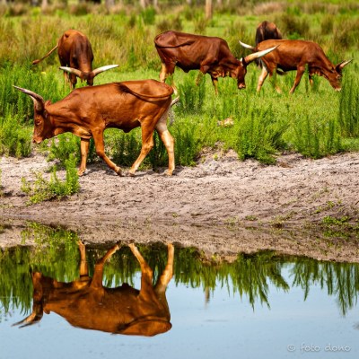 a herd of cattle standing on top of a body of water
