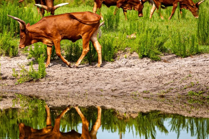 a herd of cattle standing on top of a body of water