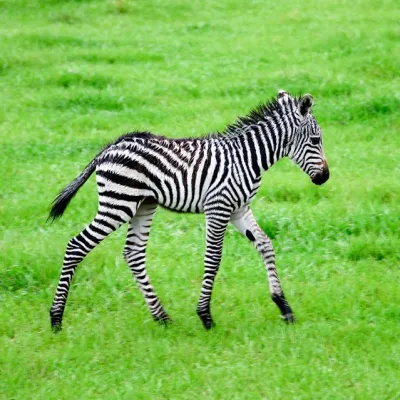 a zebra standing on top of a lush green field