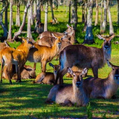 a herd of sheep standing on top of a grass covered field