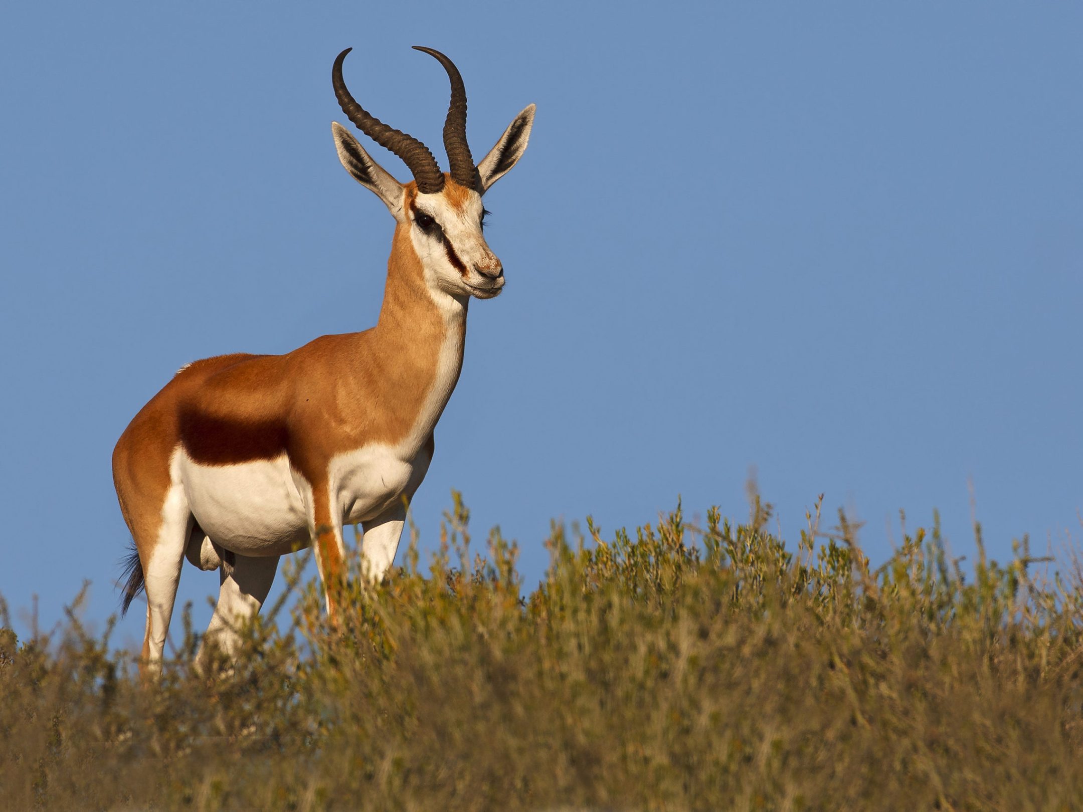 Springbok