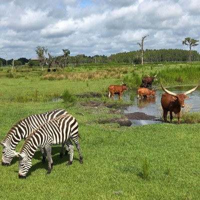 a herd of zebra grazing on a lush green field