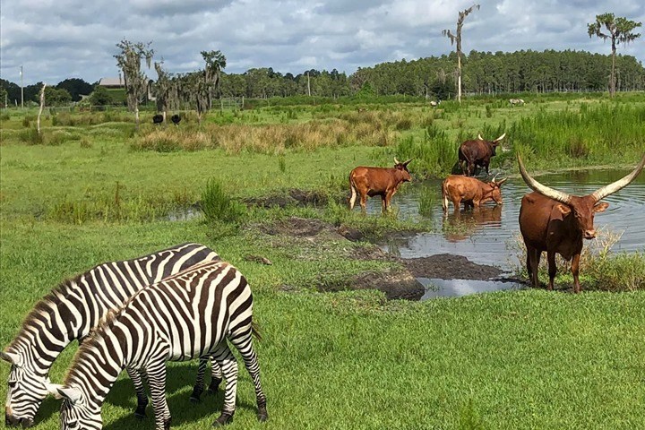 a herd of zebra grazing on a lush green field