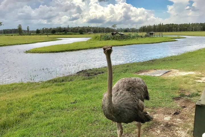 a bird that is standing in the grass next to a body of water