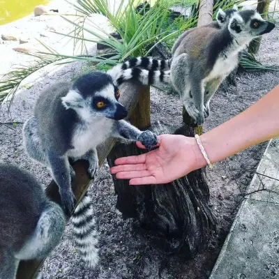 a person holding an animal