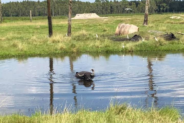 a flock of seagulls standing on grass near a body of water