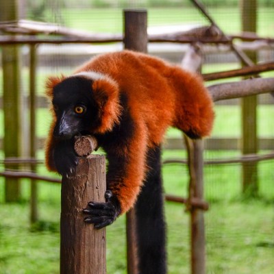 a brown bear sitting on top of a wooden fence