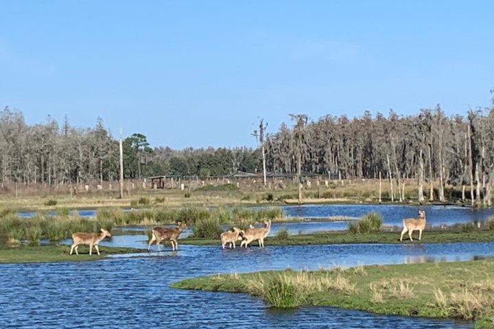 a herd of cattle standing on top of a body of water