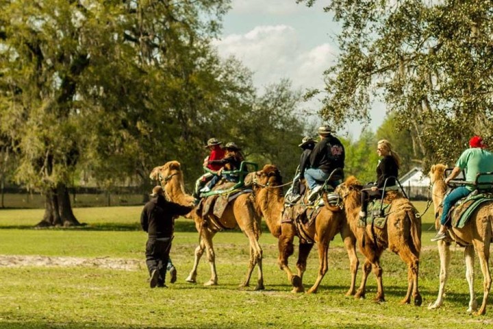 a group of people riding on the back of a horse