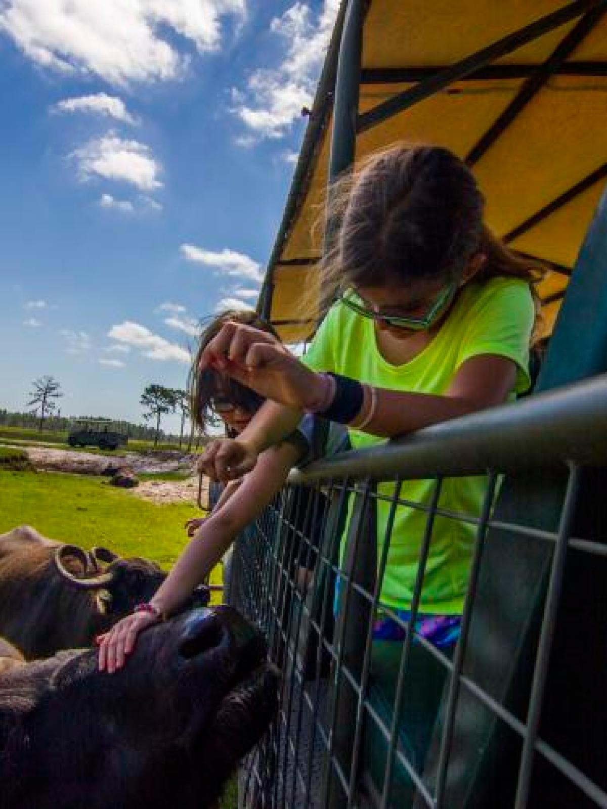 a person petting a cow