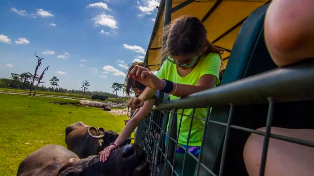 a person petting a cow