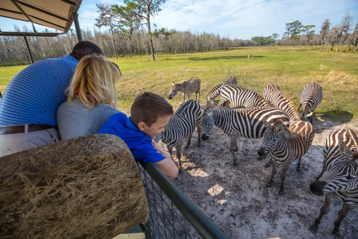 a group of zebra standing next to a fence