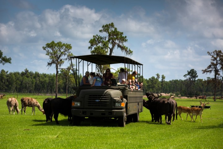 a herd of cattle standing on top of a grass covered field