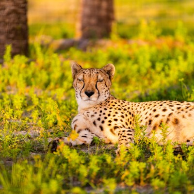 a cheetah sitting in a field