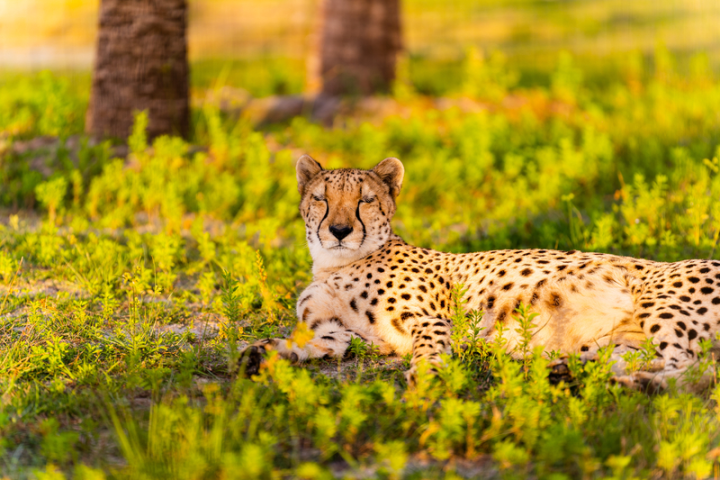 a cheetah sitting in a field