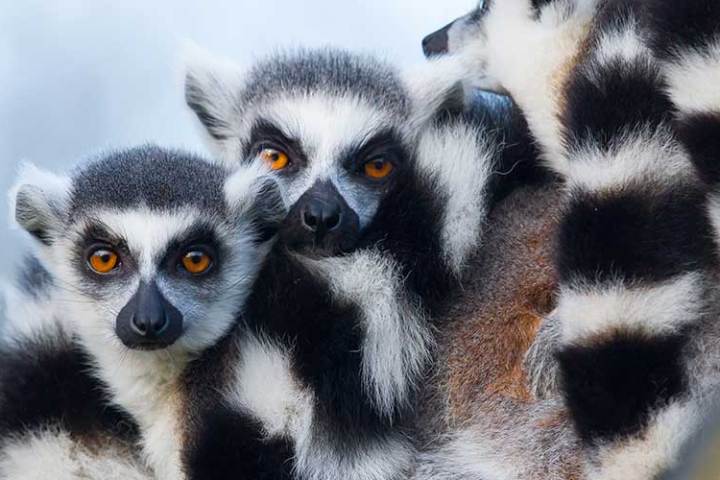 a small dog looking at the camera