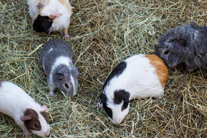 a group of sheep eating grass on a sunny day