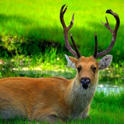 a deer lying in the grass