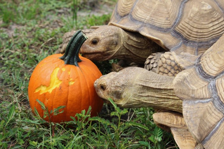 a turtle in the grass