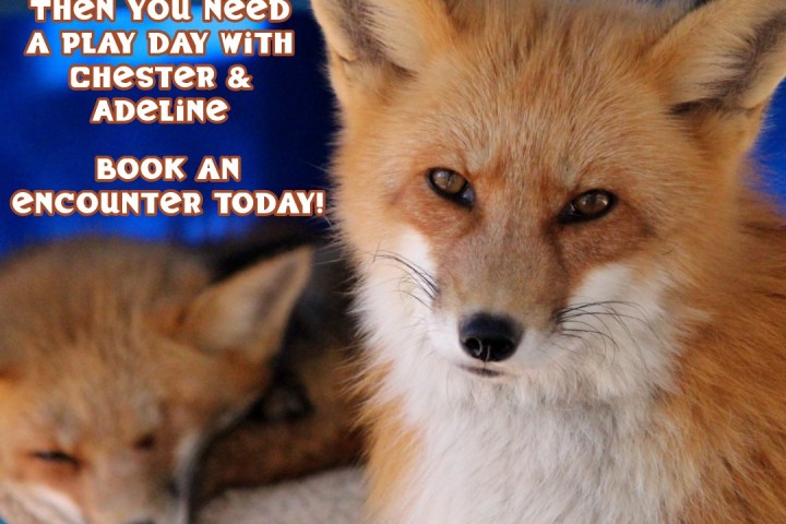 Two foxes with text promoting fox encounters by appointment.